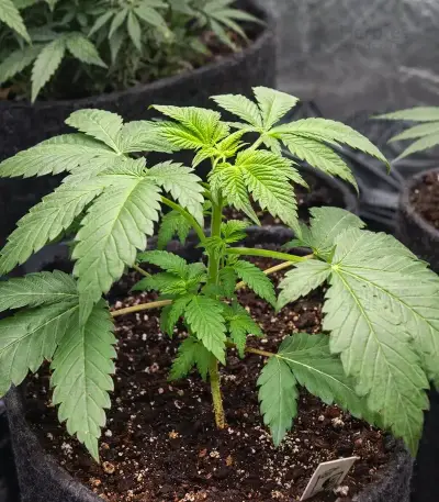 Heavy Head (Big Head Seeds) Cannabis-Samen