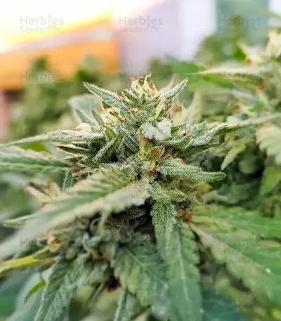 Kush Mints Fast Version feminisierte Samen (Seedkeepers)