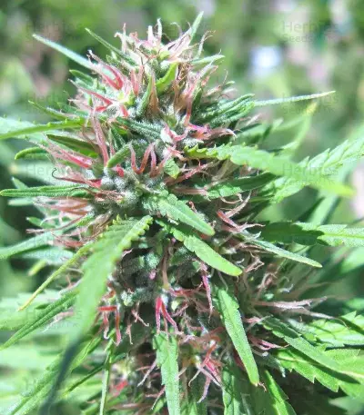 Malawi (Ace Seeds) Cannabis-Samen