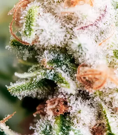 Mango (BlimBurn Seeds) Cannabis-Samen
