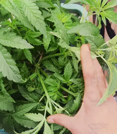 Mimosa x Orange Punch feminisierte Samen (Barney’s Farm)