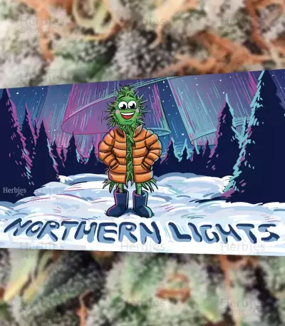 Northern Lights feminisierte Samen (Herbies Seeds)