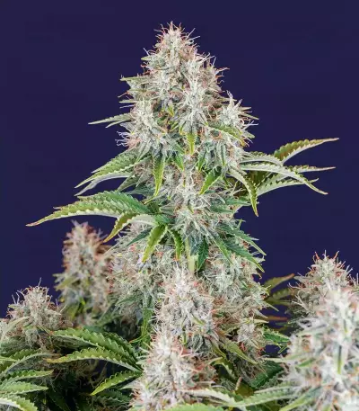 Original Cinderella Auto Samen feminisiert (Fast Buds)