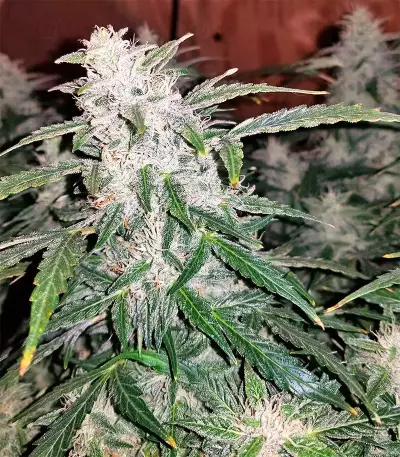 Pure Kush (Original Sensible Seeds) Cannabis-Samen