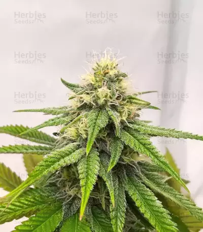 Purple Gelato Autoflower feminisierte Samen (Seedkeepers)