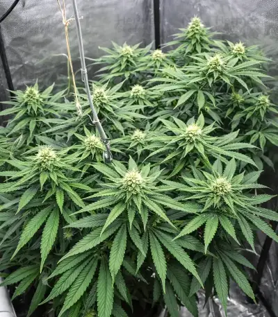 Rainbow Melon feminisierte Samen (Fast Buds)