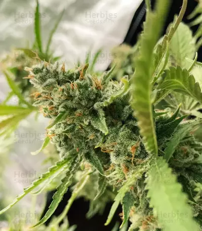 Shogun (RQS) Cannabis-Samen