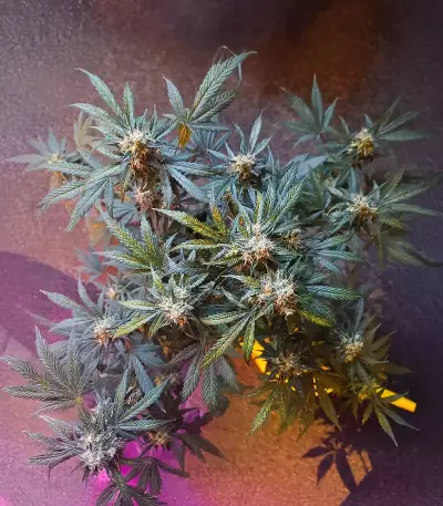 Special Queen 1 Auto feminisierte Samen (Royal Queen Seeds)