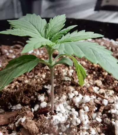 THC Bomb Auto (Bomb Seeds) Cannabis-Samen