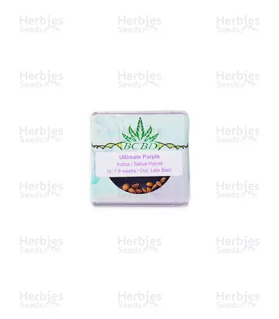 Ultimate Purple regular (BC Bud Depot Seeds) Cannabis-Samen