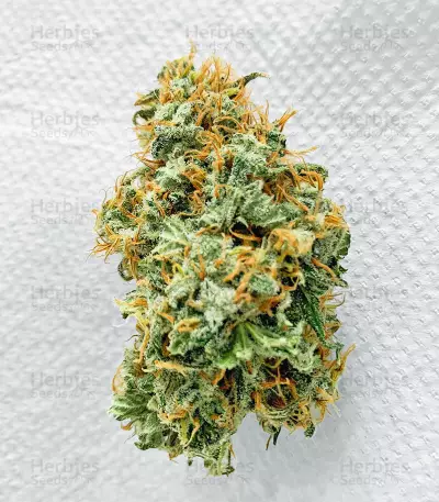 Vitality feminisierte Samen (AlphaFem Seeds)