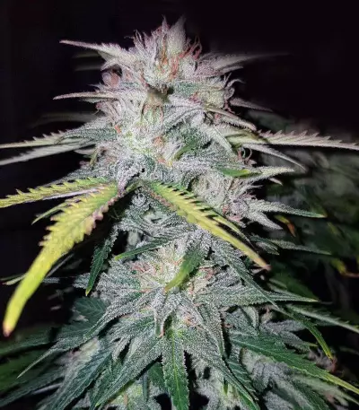 Wedding Cake (Cali Buds Seeds) Cannabis-Samen