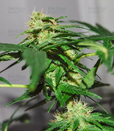 Tatanka Pure CBD feminisiertes Saatgut (RQS)
