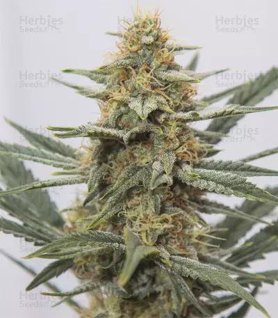 4 Assed Monkey (Mephisto Genetics) Cannabis-Samen