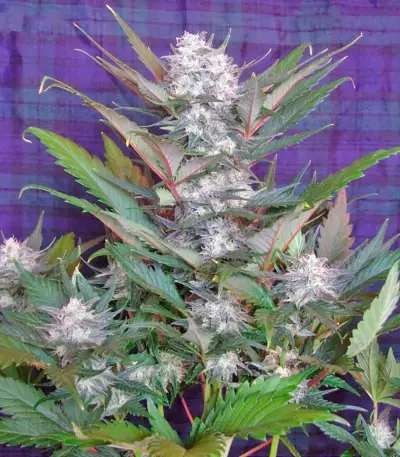 Sweet Skunk Auto (Sweet Seeds) Cannabis-Samen