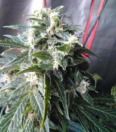 Auto Kaya 47 (Advanced Seeds) Cannabis-Samen
