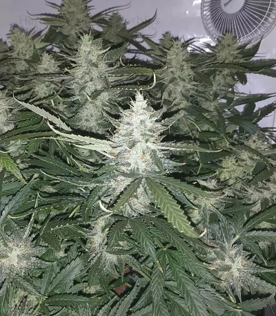Auto Xtreme (Dutch Passion) Cannabis-Samen