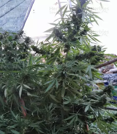Bangi Haze (Ace Seeds) Cannabis-Samen