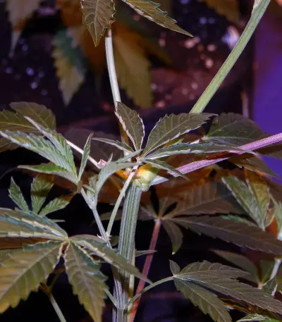 Brain Cake (Ripper Seeds) Cannabis-Samen