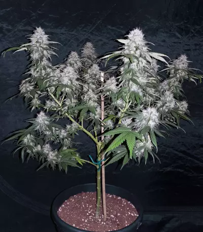 CBD 1:1 Silver Lime Haze Autoflower (Seedstockers)
