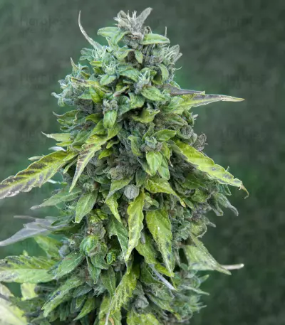 CBD Lemon Potion Auto (Barney's Farm) Cannabis-Samen