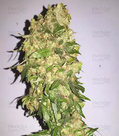 Candyland (Grand Daddy Purp) Cannabis-Samen