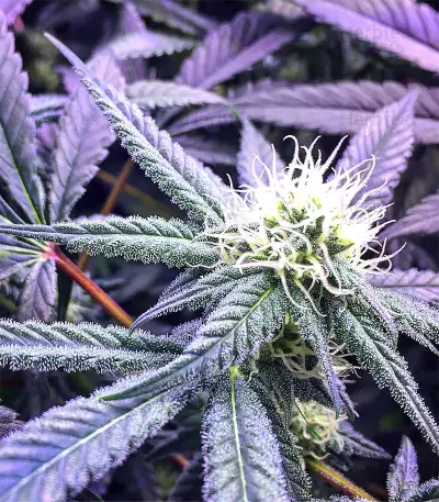 Chem Berry D regular (Dark Horse Genetics) Cannabis-Samen