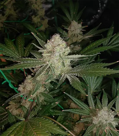 Cinderella 99 (Growers Choice) Cannabis-Samen