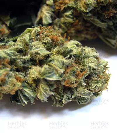 Crazy Mouse Cheese (Kera Seeds)