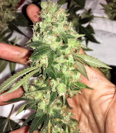 Do-Sweet-Dos (Sweet Seeds) Cannabis-Samen