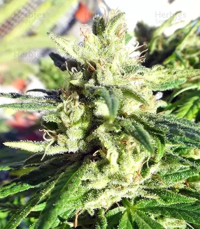 Golden Tiger strain