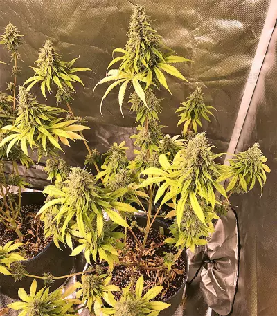Gorilla x White Widow (Expert Seeds) Cannabis-Samen