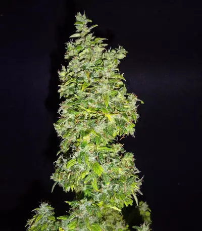 GG#4 Original Glue Auto strain