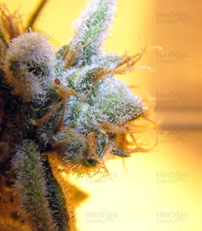 Hash Plant regular (Sensi Seeds) Cannabis-Samen
