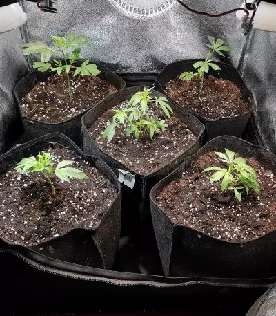 Headbanger Regular (Karma Genetics) Cannabis-Samen