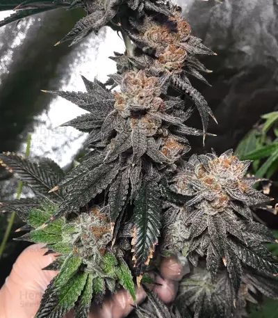 Headstash (Karma Genetics) Cannabis-Samen