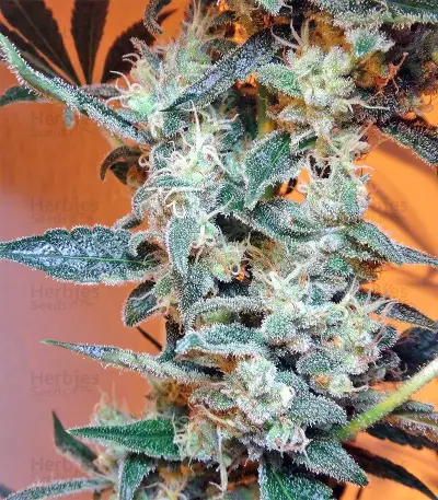 Malawi x PCK (Ace Seeds) Cannabis-Samen