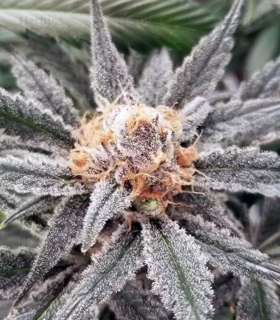Original Glue (Nirvana Seeds) Cannabis-Samen