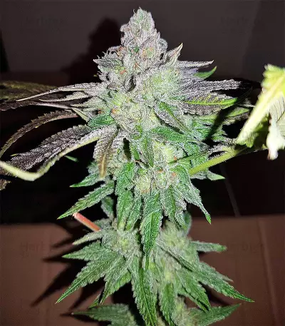 Pineapple (Seedstockers) Cannabis-Samen