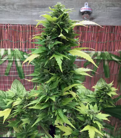 Secret Ducky (Xtreme Seeds) Cannabis-Samen