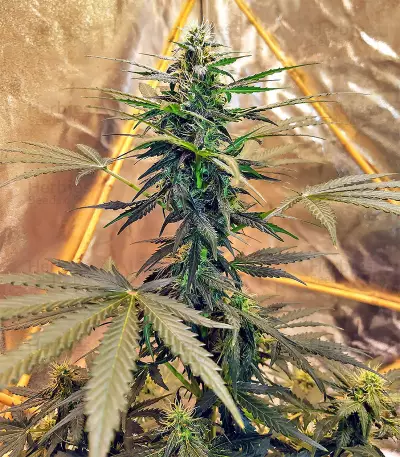Sticky Fingers Autoflower (Seedstockers) Cannabis-Samen