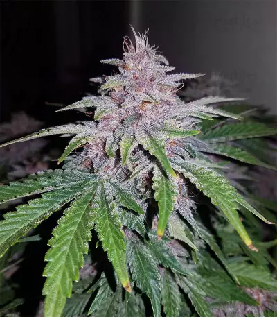 Strawberry Nuggets Auto (Mephisto Genetics) Cannabis-Samen