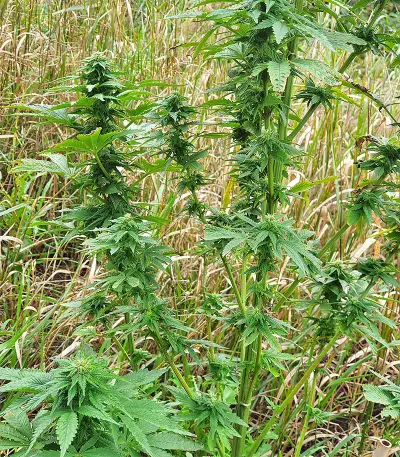 Super Skunk Autoflower (Seedstockers) Cannabis-Samen
