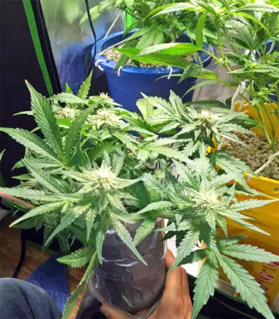 Super Skunk (Seedstockers) Cannabis-Samen