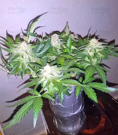 Super Skunk (Seedstockers) Cannabis-Samen