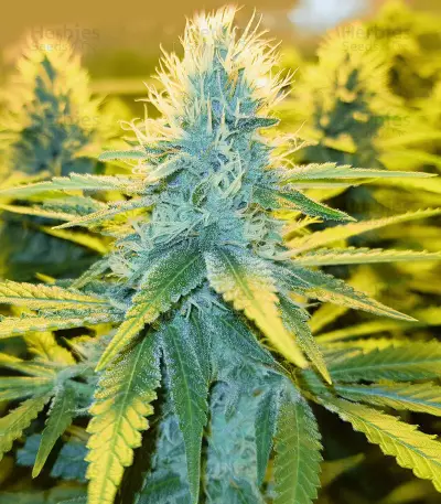 Toxic (Ripper Seeds) Cannabis-Samen