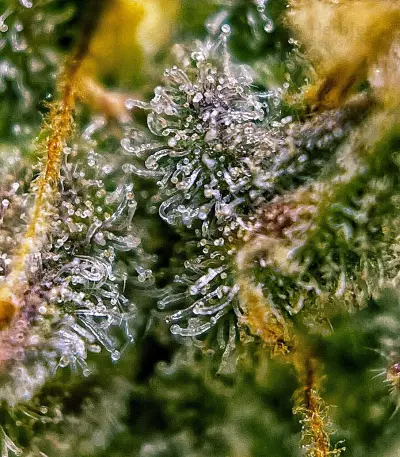 Auto Cinderella Jack (Dutch Passion) Cannabis-Samen