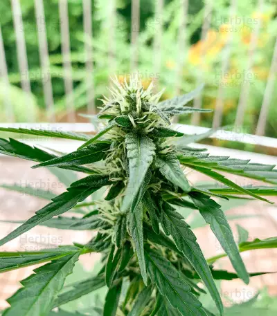 Auto Euforia (Dutch Passion) Cannabis-Samen
