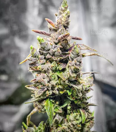 Big Bomb Auto (Bomb Seeds) Cannabis-Samen