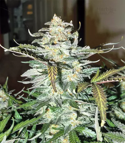 Blue Cheese Automatic strain